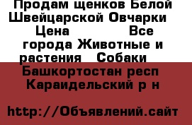 Продам щенков Белой Швейцарской Овчарки  › Цена ­ 20 000 - Все города Животные и растения » Собаки   . Башкортостан респ.,Караидельский р-н